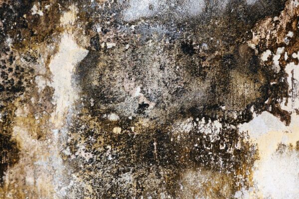 Black Mould on Wall