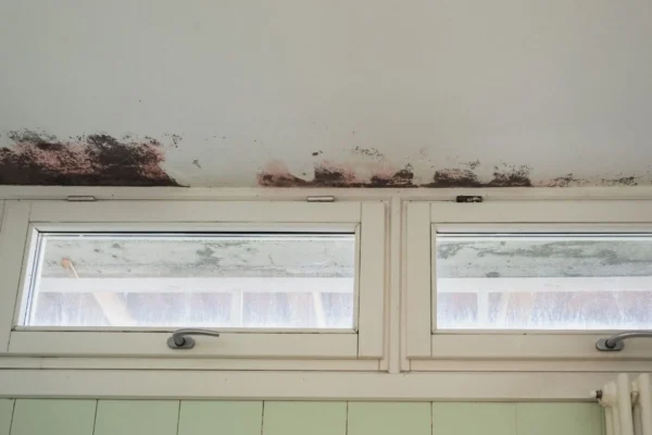 Extensive black and reddish mold growth spreads across a white ceiling directly above two white-framed windows.